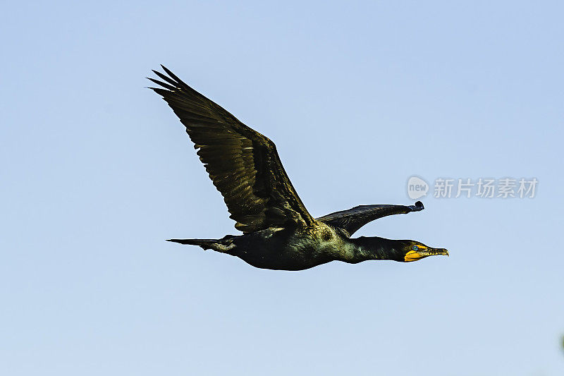双冠鸬鹚、佛罗里达Phalacrocorax auritus floridanus、金银花Nannopterum auritum、奥杜邦Alafia银行鸟类保护区;鸟岛;希尔斯堡惨案湾;坦帕湾;佛罗里达